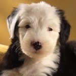 Download Animal Old English Sheepdog PFP