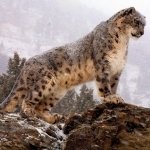Download Animal Snow Leopard PFP