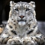 Download Animal Snow Leopard PFP