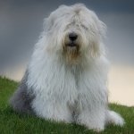 Download Animal Old English Sheepdog PFP