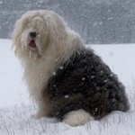 Download Animal Old English Sheepdog PFP