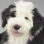 Download Animal Old English Sheepdog PFP