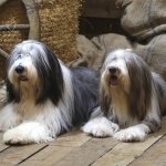 Download Animal Old English Sheepdog PFP