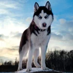 Animal husky PFP