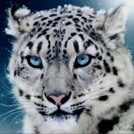 Animal snow leopard PFP