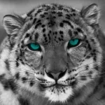 Animal snow leopard PFP
