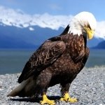 Download Animal Eagle PFP