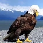 Animal eagle PFP