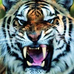 Close-up of a fierce tiger snarling, used as a striking animal-themed forum avatar or profile photo.