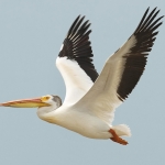 Pelican Pfp