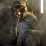 Download Monkey Far Cry 4 Video Game PFP