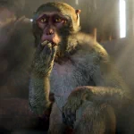 monkey Far Cry 4 video game PFP