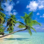 nature beach PFP