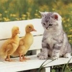 Download Animal Cute PFP