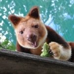Download Animal Tree Kangaroo PFP