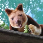 Animal tree kangaroo PFP