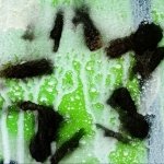 Download Abstract Green Abstract Green PFP