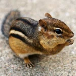 Animal chipmunk PFP