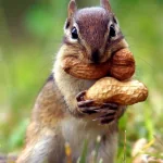 Animal chipmunk PFP