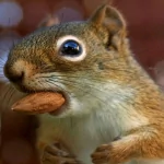 Animal chipmunk PFP