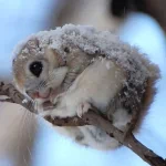 Animal chipmunk PFP