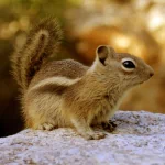Animal chipmunk PFP