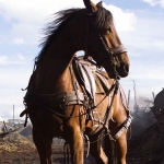 War Horse Pfp