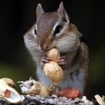 Download Animal Chipmunk PFP