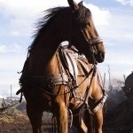 Download Movie War Horse PFP