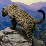 Download Animal Jaguar PFP