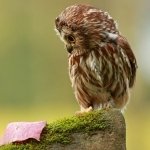 Download Animal Owl PFP