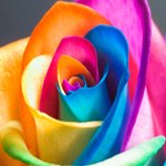 Artistic close-up of a vibrant multicolored rose, used as a distinctive forum avatar.