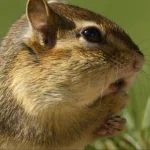 Animal chipmunk PFP