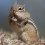  Please Sir Can I Have Some More !