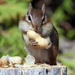 Animal chipmunk PFP