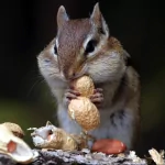 Animal chipmunk PFP