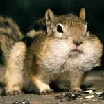 Animal chipmunk PFP