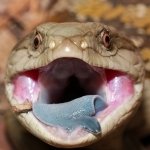 Download Animal Blue-Tongue Skink PFP