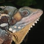 Download Animal Iguana PFP
