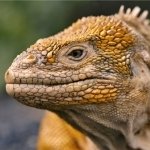 Download Animal Iguana PFP