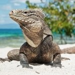 Download Animal Iguana PFP