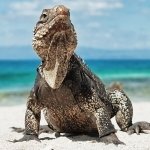 Download Animal Iguana PFP