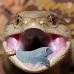  Blue Tongue lizard 