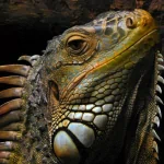 Animal iguana PFP