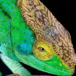 Animal chameleon PFP