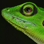 Animal iguana PFP