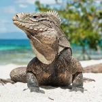 Animal iguana PFP