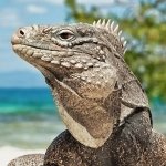 Download Animal Iguana PFP
