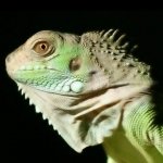 Download Animal Iguana PFP