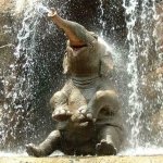 Download Animal Elephant PFP